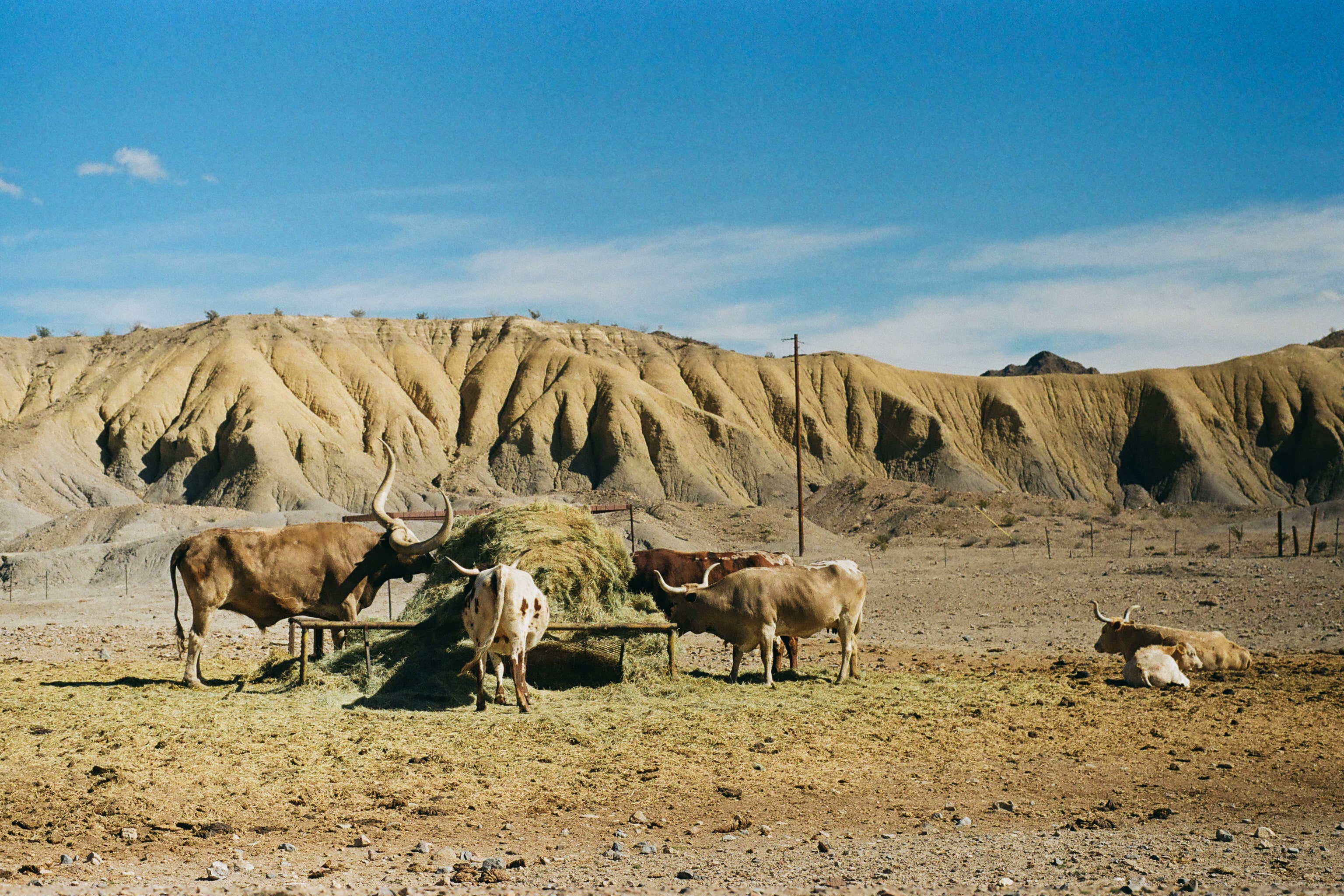 Cattle of Terlingua