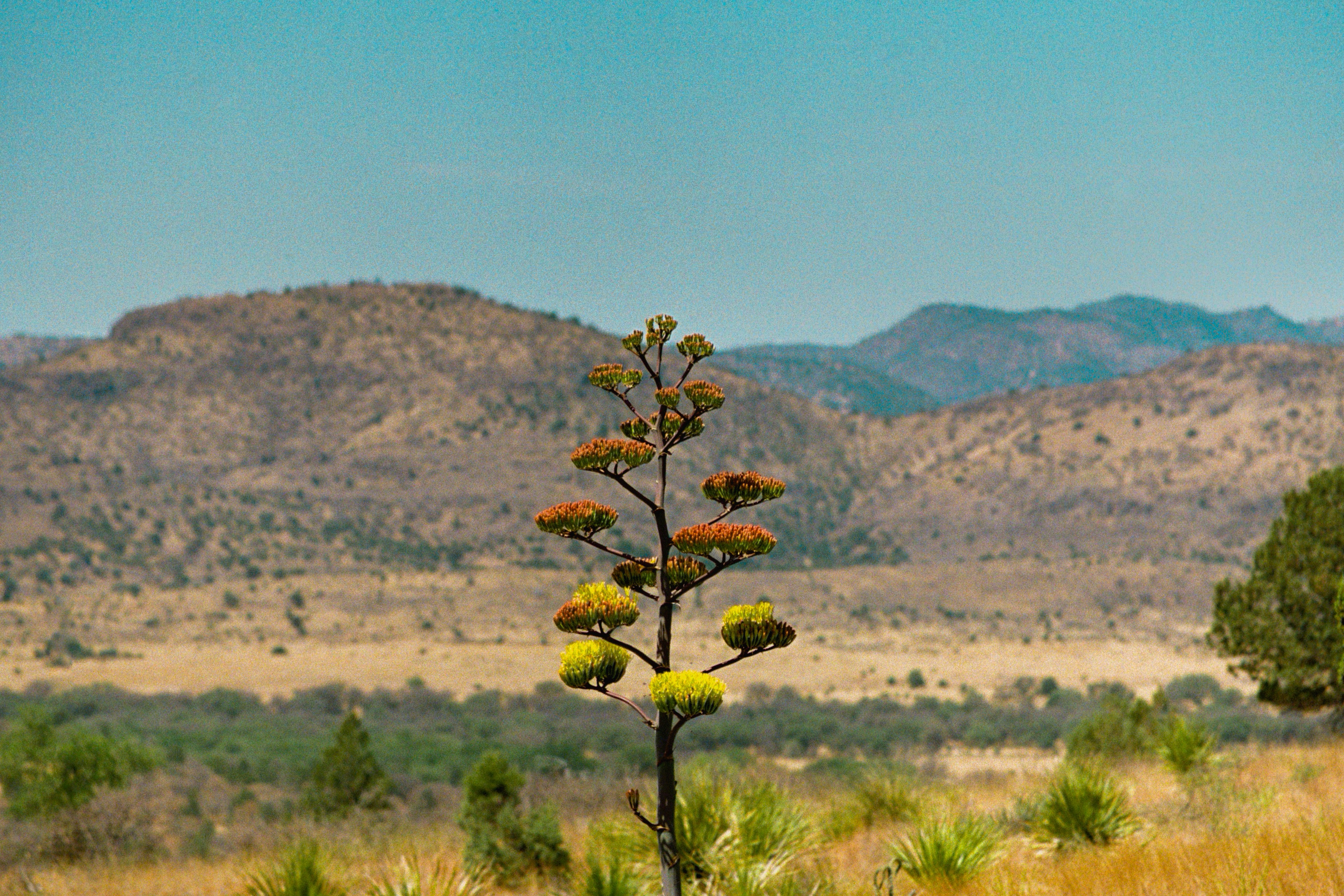 Agave in Bloom