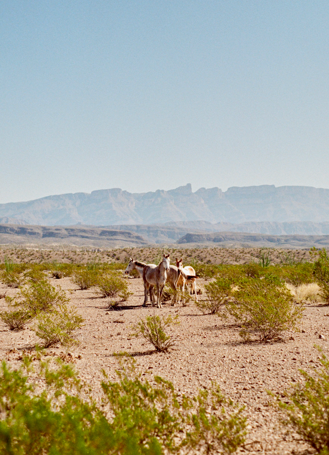 Wild Desert Horses Minimal Southwestern Landscape Wall Art