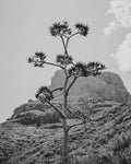 Agave No. 2