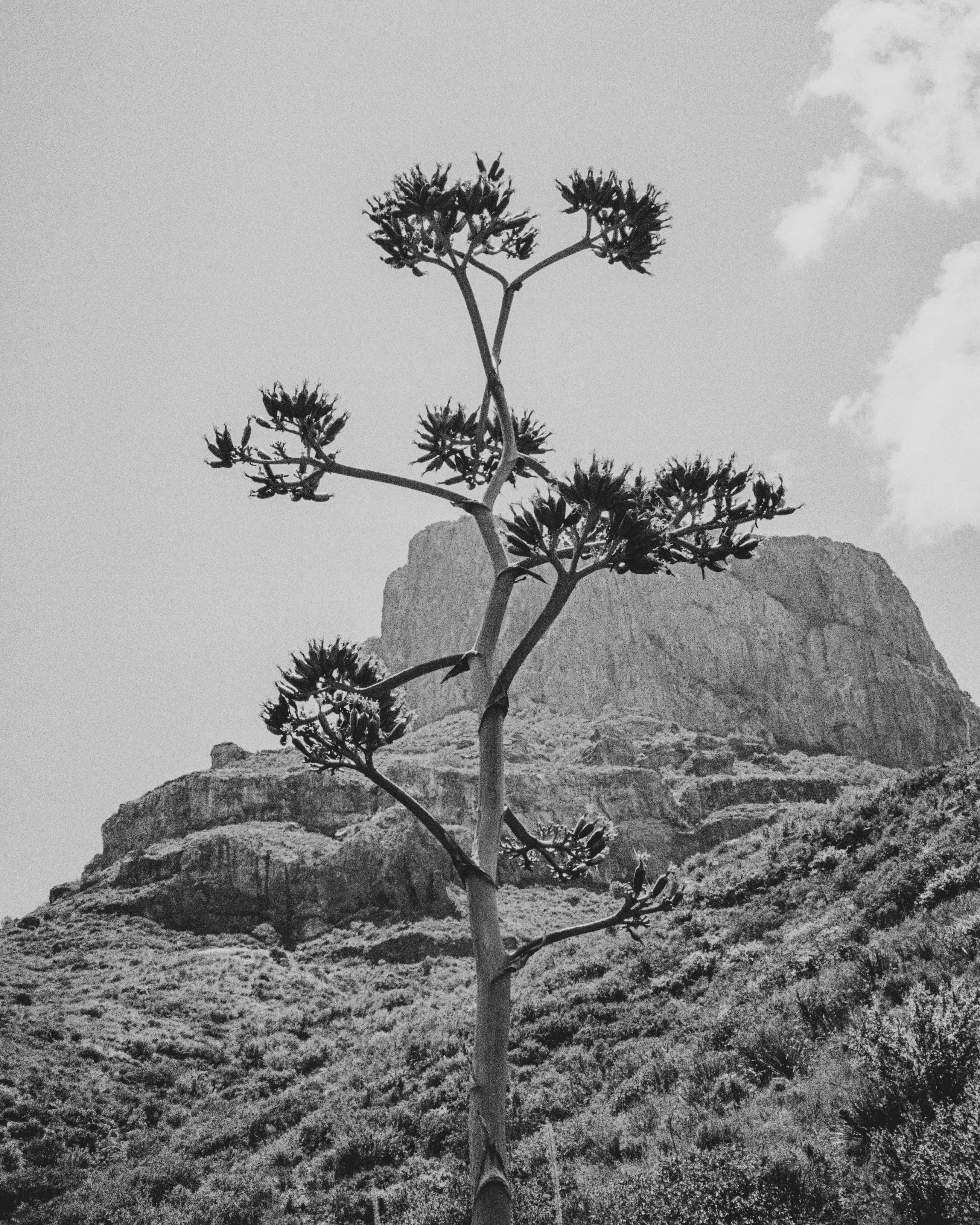 Agave No. 2