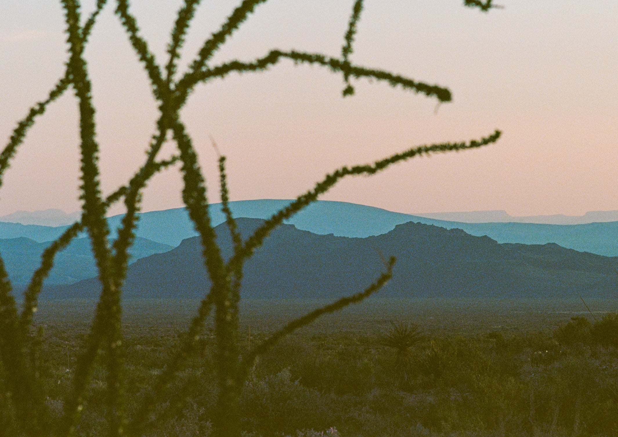 Evening Ocotillo