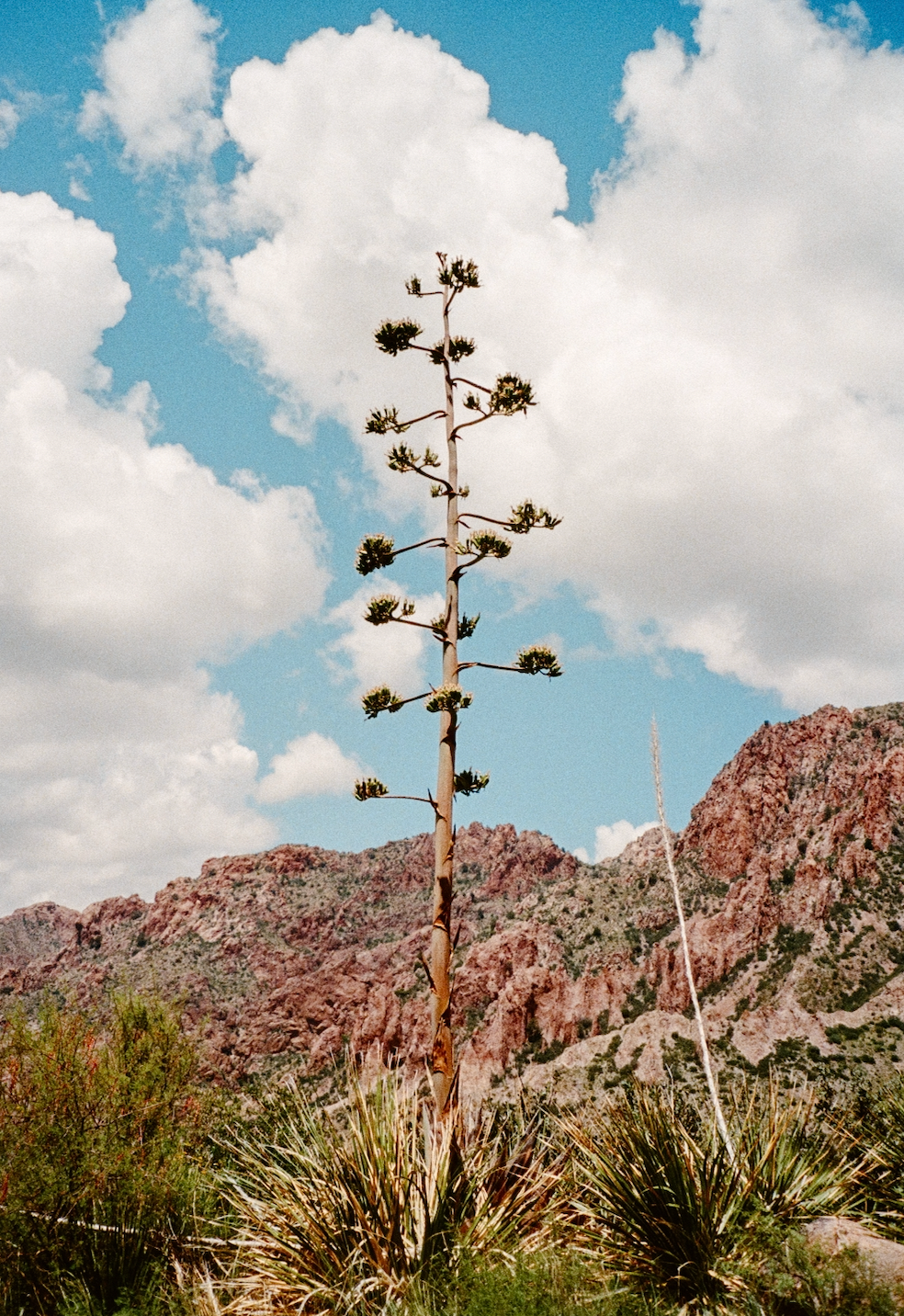 High Bloom