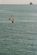 Bay Light