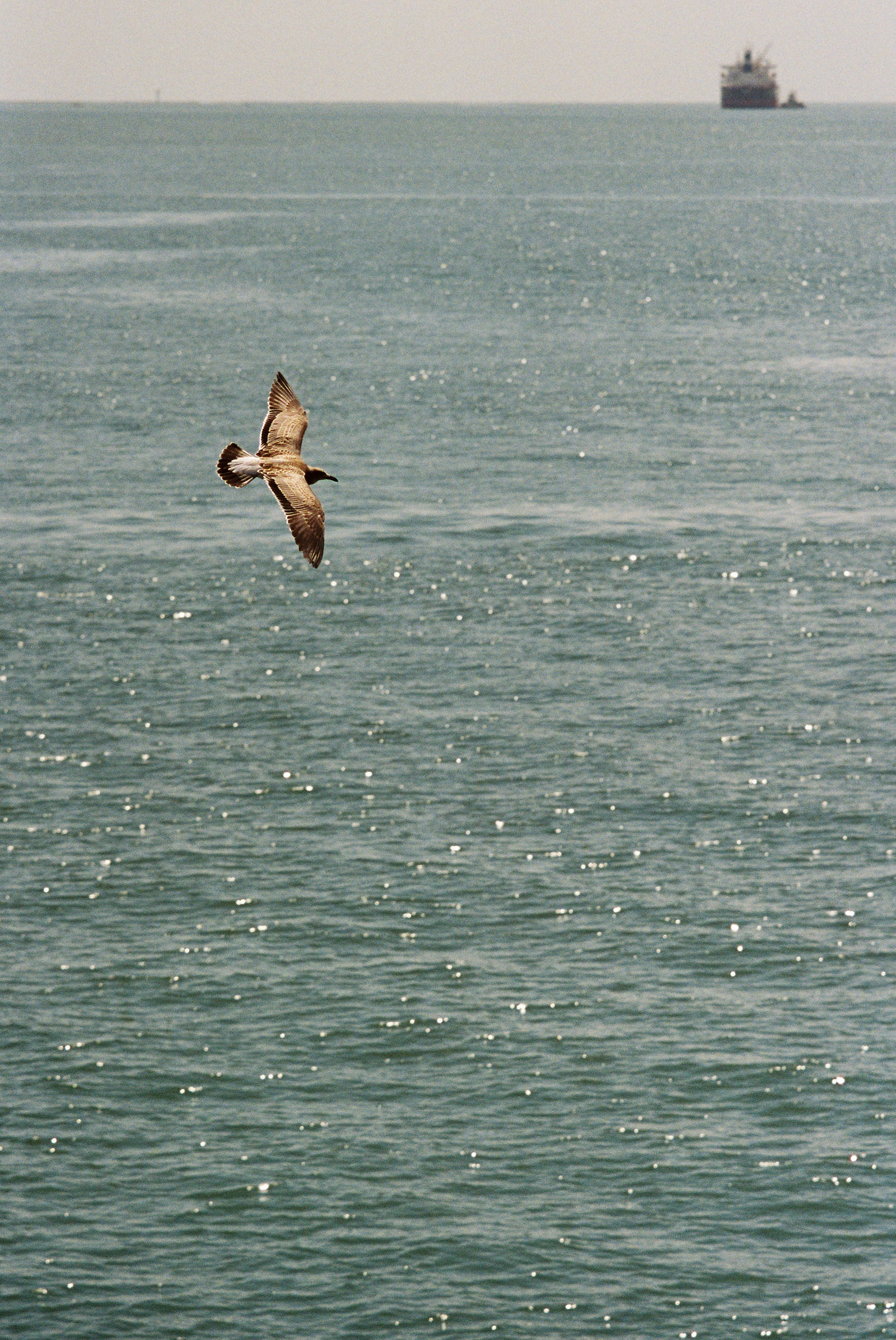 Bay Light