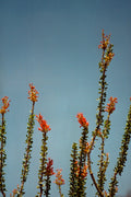 Ocotillo in Bloom