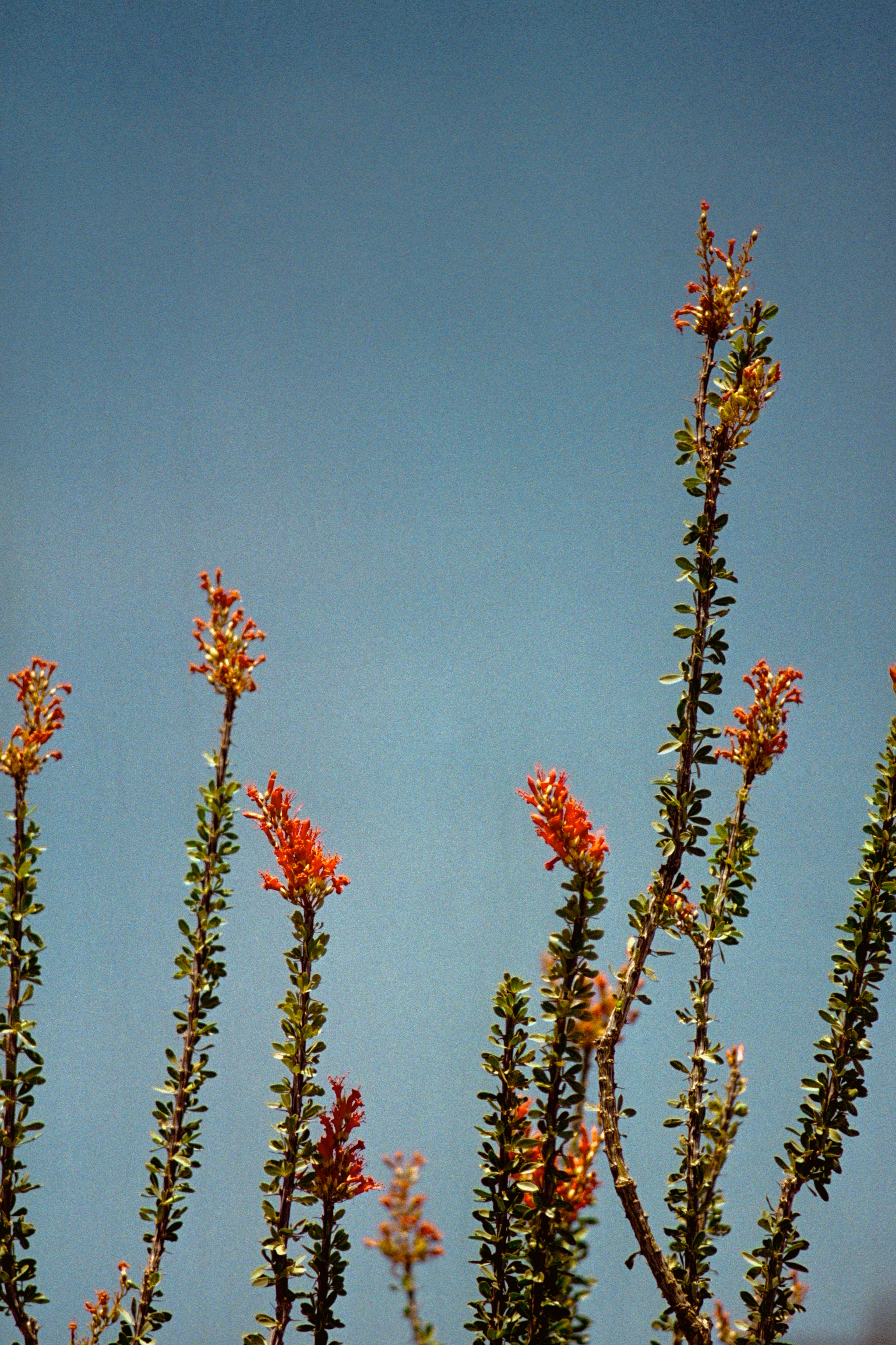 Ocotillo in Bloom