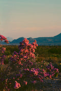 Pink Desert Willow