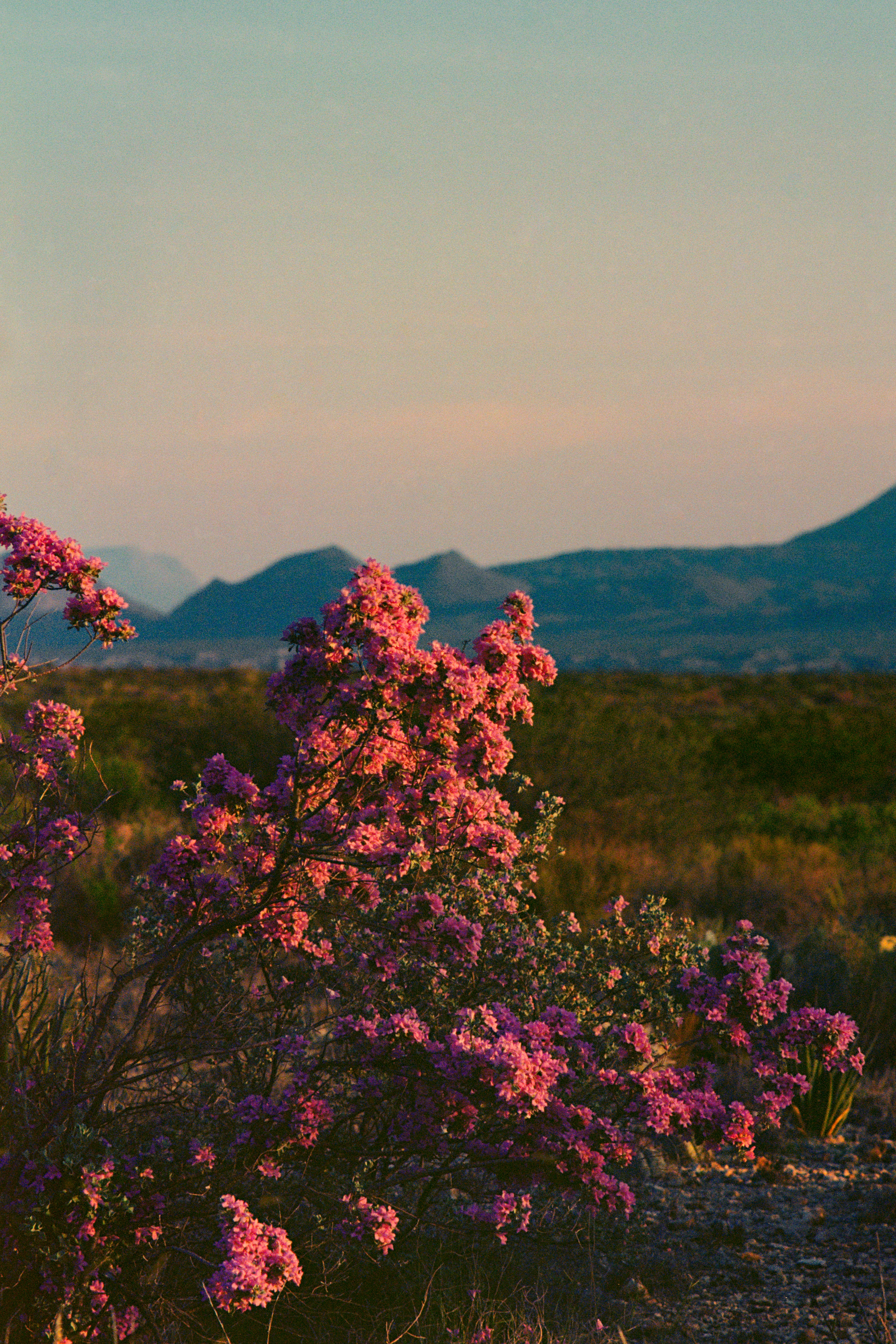 Pink Desert Willow