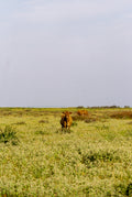 Coastal Cattle