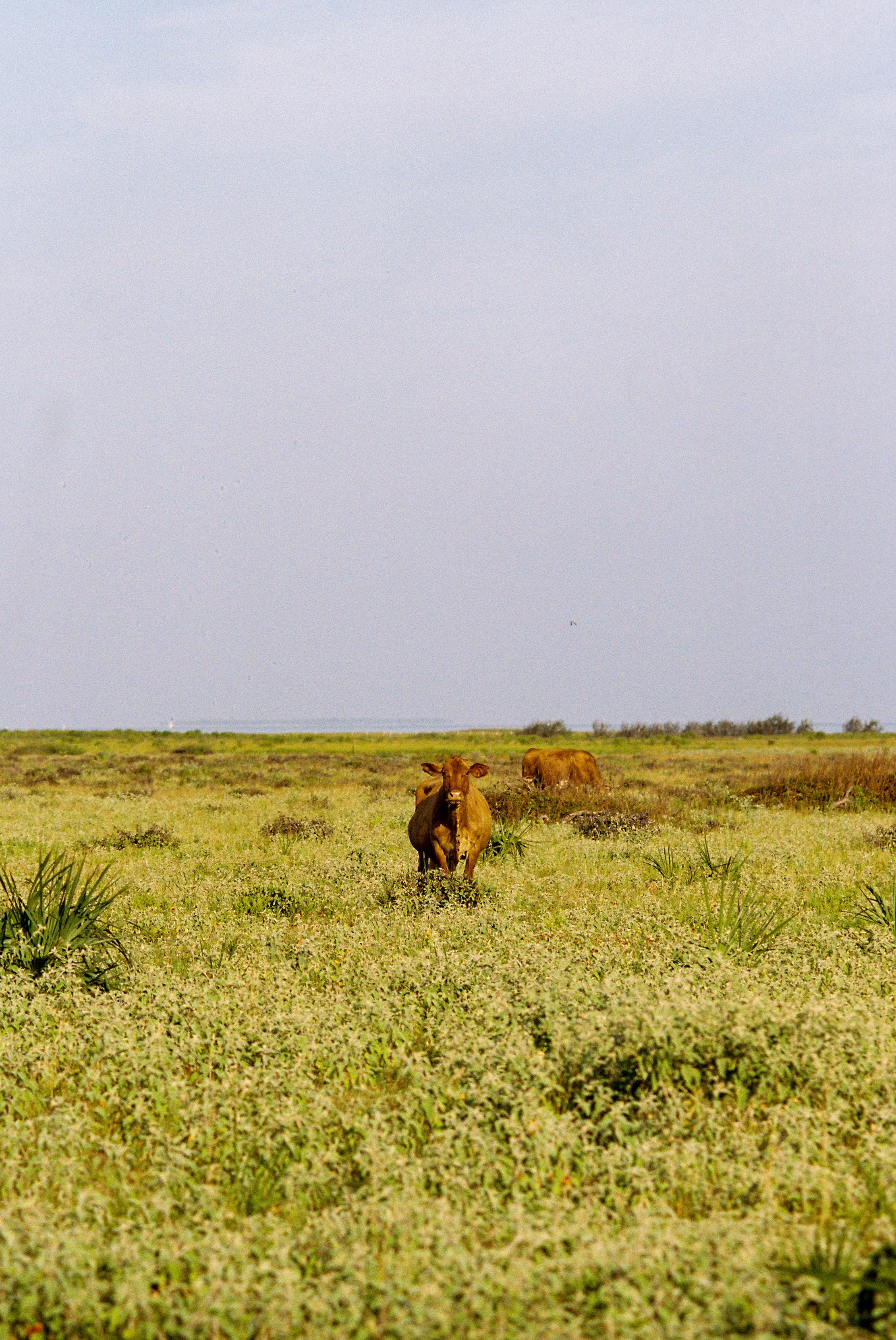 Coastal Cattle